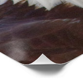 Haliaeetus leucocephalus poster (Hoek)