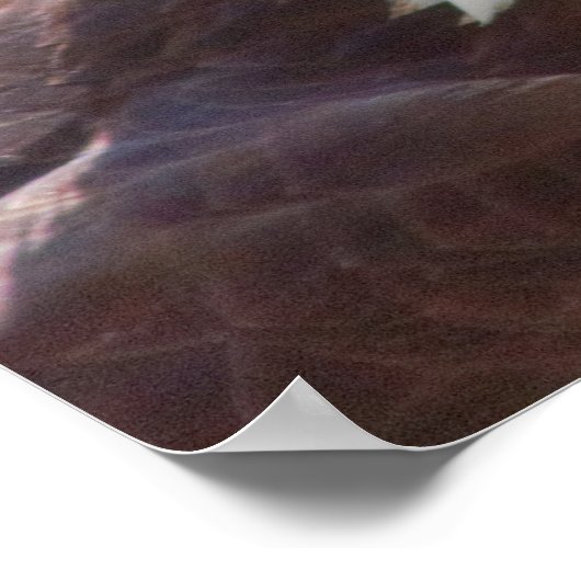 Haliaeetus leucocephalus poster (Hoek)