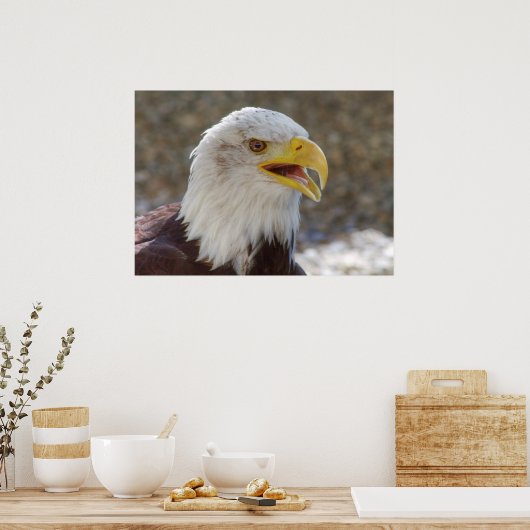 Haliaeetus leucocephalus poster (Keuken)