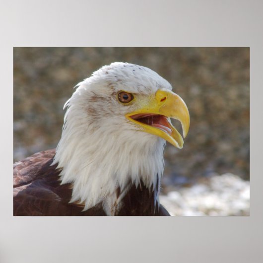 Haliaeetus leucocephalus poster (Voorkant)