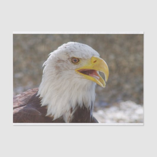 Haliaeetus leucocephalus tissuepapier (Voorkant)