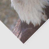 Haliaeetus leucocephalus tissuepapier (Detail)