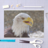 Haliaeetus leucocephalus tissuepapier (Craft)