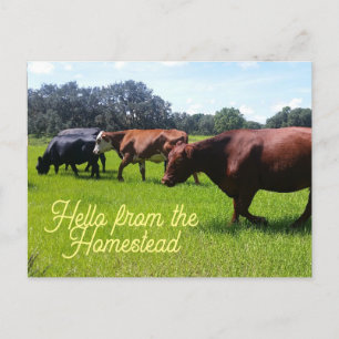 Hallo Activiteiten in de omgeving van Homestead Ca Briefkaart