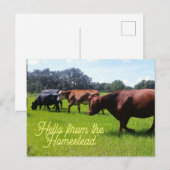 Hallo Activiteiten in de omgeving van Homestead Ca Briefkaart (Voorkant / Achterkant)