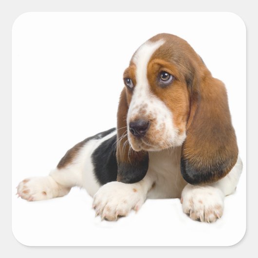 Hallo Basset Hound Puppy Dog Sticker / Label (Voorkant)