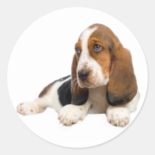 Hallo Basset Hound Puppy Dog Sticker / Label