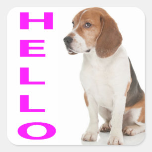 Hallo Beagle Puppies Hond Greeting Stickers / Labe