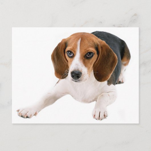 Hallo Beagle Puppy Dog Blank Briefkaart (Voorkant)