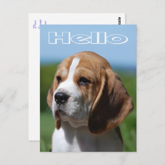 Hallo Beagle Puppy Dog Greeting Post Kaart (Voorkant / Achterkant)