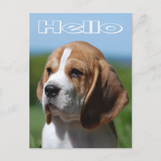 Hallo Beagle Puppy Dog Greeting Post Kaart (Voorkant)