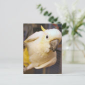 hallo Bella Briefkaart (Staand voorkant)