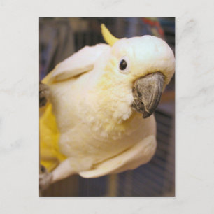 hallo Bella Briefkaart