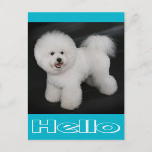 Hallo Bichon Frise Puppy Hond Blanke Postkaart