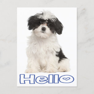 hallo Black and White Havanese Puppy Dog Briefkaar Briefkaart