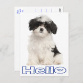 hallo Black and White Havanese Puppy Dog Briefkaar Briefkaart (Voorkant / Achterkant)