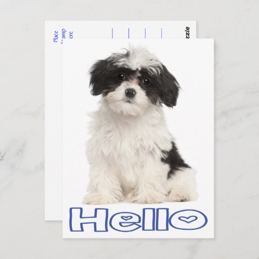 hallo Black and White Havanese Puppy Dog Briefkaar Briefkaart (Voorkant / Achterkant)