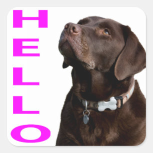 hallo Black Brown Labrador Retriever Sticker Label