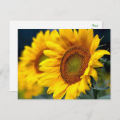 Hallo Bloemgele Zonnebloemen - Briefkaart (Voorkant / Achterkant)