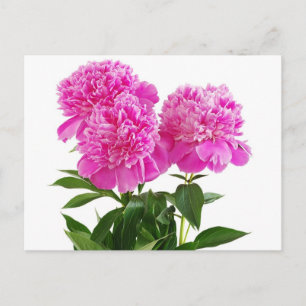 Hallo Bloemroze pioenroos bloem - Dank u, Briefkaart