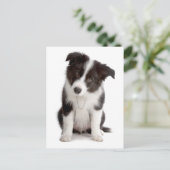 Hallo Border Collie Puppy Dog - Blank, Briefkaart (Staand voorkant)