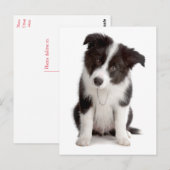 Hallo Border Collie Puppy Dog - Blank, Briefkaart (Voorkant / Achterkant)