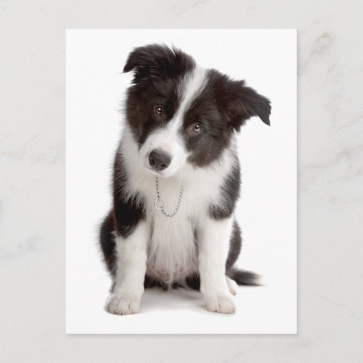 Hallo Border Collie Puppy Dog - Blank, Briefkaart (Voorkant)