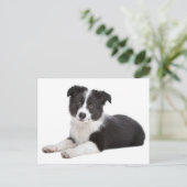 Hallo Border Collie Puppy Dog - Blank, Briefkaart (Staand voorkant)