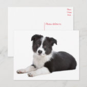 Hallo Border Collie Puppy Dog - Blank, Briefkaart (Voorkant / Achterkant)