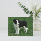 Hallo Border Collie Puppy Dog - Blank, Briefkaart (Staand voorkant)