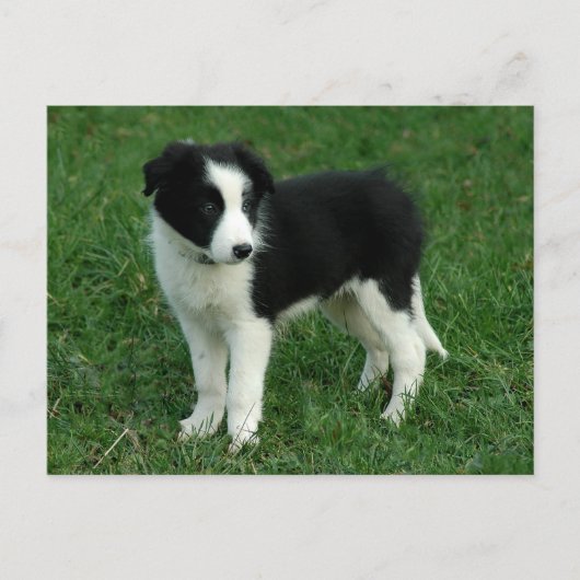 Hallo Border Collie Puppy Dog - Blank, Briefkaart (Voorkant)