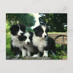 Hallo Border Collie Puppy Dog - Briefkaart