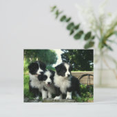 Hallo Border Collie Puppy Dog - Briefkaart (Staand voorkant)