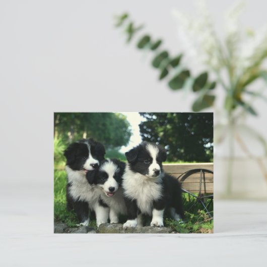 Hallo Border Collie Puppy Dog - Briefkaart (Staand voorkant)