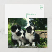 Hallo Border Collie Puppy Dog - Briefkaart (Voorkant / Achterkant)