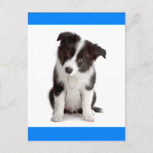 hallo Border Collie Puppy Dog Greeting Post Card Briefkaart