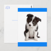 Hallo Border Collie Puppy Dog Greeting Post Kaart (Voorkant / Achterkant)