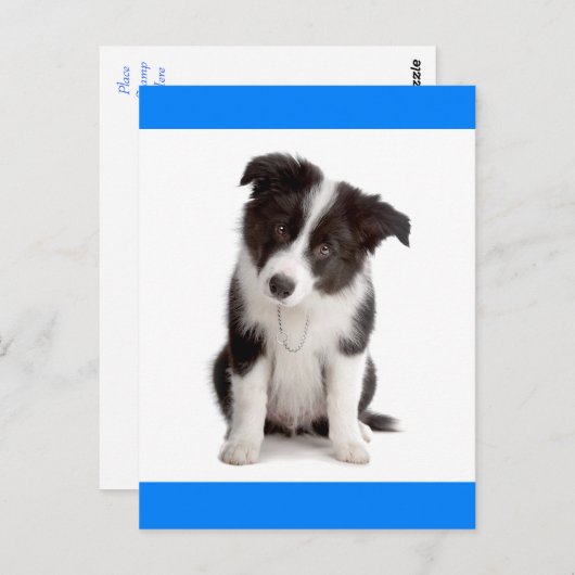 Hallo Border Collie Puppy Dog Greeting Post Kaart (Voorkant / Achterkant)