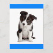 Hallo Border Collie Puppy Dog Greeting Post Kaart (Voorkant)