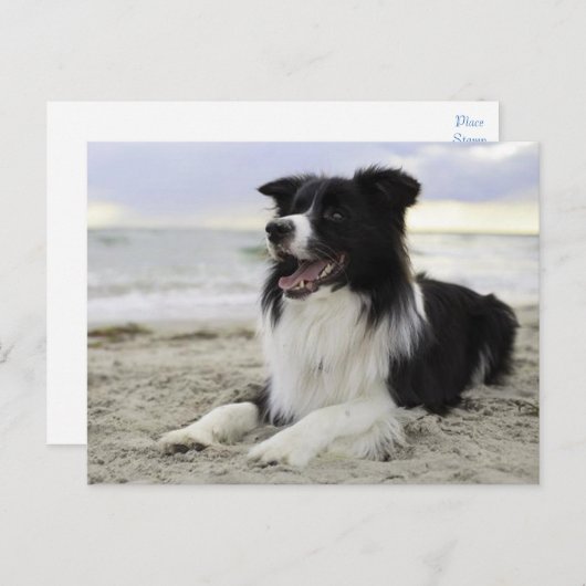 Hallo Border Collie Puppy Dog - Vermist, Briefkaart (Voorkant / Achterkant)