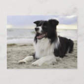 Hallo Border Collie Puppy Dog - Vermist, Briefkaart (Voorkant)