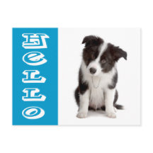 Hallo Border Collie Puppy Hond Blauw