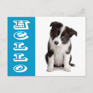 Hallo Border Collie Puppy Hond Blauw Briefkaart