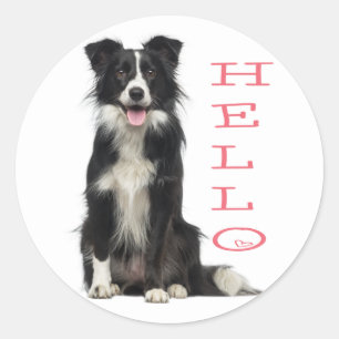 HALLO BORDER COLLIE ZWART-WIT PUPPY HOND ROZE RONDE STICKER