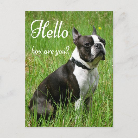 hallo Boston Terrier Puppy Dog Denking of You Briefkaart (Voorkant)