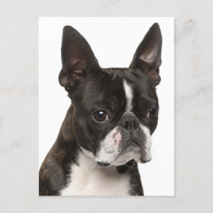hallo Boston Terrier Puppy Dog Denking of You Briefkaart