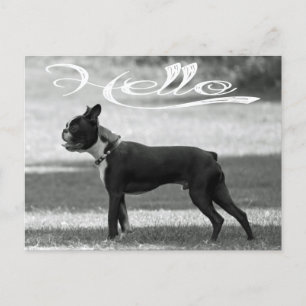hallo Boston Terrier Puppy Dog Greeting Post Card Briefkaart