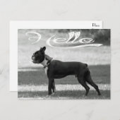 hallo Boston Terrier Puppy Dog Greeting Post Card Briefkaart (Voorkant / Achterkant)
