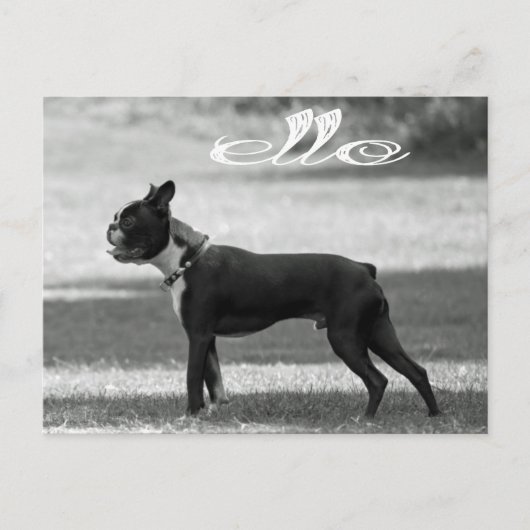 hallo Boston Terrier Puppy Dog Greeting Post Card Briefkaart (Voorkant)