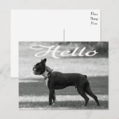 hallo Boston Terrier Puppy Dog Greeting Post Card Briefkaart (Voorkant / Achterkant)